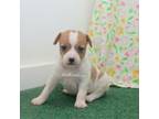 Rat Terrier Puppy for sale in Grovespring, MO, USA