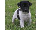 Rat Terrier Puppy for sale in Grovespring, MO, USA
