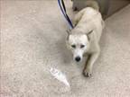 Adopt Dog a Siberian Husky