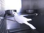 Adopt Bird a Dove