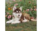Siberian Husky Puppy for sale in Calimesa, CA, USA