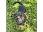 Adopt Petal a Rottweiler, German Shepherd Dog