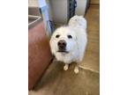 Adopt DAISY a Great Pyrenees
