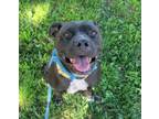 Adopt RAVEN a Pit Bull Terrier