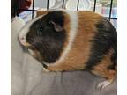 Adopt Taye a Guinea Pig