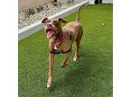 Adopt Mocha a Pit Bull Terrier
