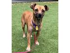 Adopt Ruthie a Mixed Breed
