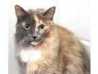 Adopt STORMEE a Domestic Long Hair