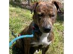 Adopt Remy a Mountain Cur
