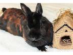 Adopt PETAL a Bunny Rabbit