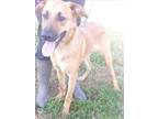 Adopt MICHELLE a German Shepherd Dog, Mixed Breed