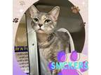 Adopt SNICKERS a Domestic Short Hair