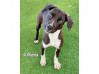 Adopt ATHENA a Pit Bull Terrier