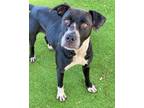 Adopt MANDY a Pit Bull Terrier, Mixed Breed