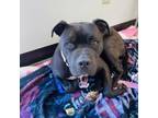 Adopt Nollie 20556 a American Staffordshire Terrier, Mixed Breed