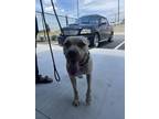 Adopt Lemon Dill a Pit Bull Terrier, Mixed Breed