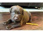 Labrador Retriever Puppy for sale in Fayetteville, AR, USA