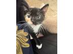 Adopt Keely-ADOPTED a Domestic Short Hair