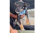 Adopt Diamond Destiny - IN FOSTER a Mixed Breed