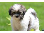 Maltipoo Puppy for sale in Columbia, MO, USA