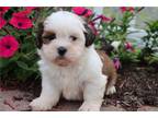 Lhasa Apso Puppy for sale in Kirksville, MO, USA