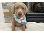 Labrador Retriever Puppy for sale in Fayetteville, AR, USA