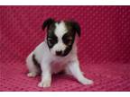 Papillon Puppy for sale in Springfield, MO, USA