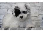 Maltipoo Puppy for sale in Columbia, MO, USA