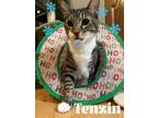 Adopt Tenzin (Gizmo) a Gray, Blue or Silver Tabby Domestic Shorthair / Mixed cat