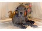 Great Dane Puppy for sale in Fort Worth, TX, USA