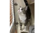 Adopt Sparkle - ADOPTED! a Domestic Short Hair