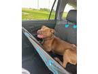 Adopt Serena a Pit Bull Terrier, Mixed Breed