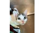 Adopt Adeline a Domestic Short Hair