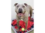 Adopt Cabbie a Pit Bull Terrier, Mixed Breed