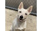 Adopt Colombia a Cattle Dog