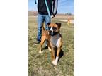 Adopt Mika a Tan/Yellow/Fawn Boxer / Mixed dog in Oskaloosa, IA (36045140)