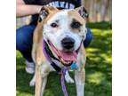 Adopt Pattie a Mixed Breed