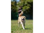 Adopt Strega Nona a White - with Tan, Yellow or Fawn Mixed Breed (Medium) dog in