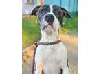 Adopt Berry a Pit Bull Terrier, Mixed Breed