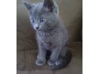 Adopt BOBBY a Gray or Blue Russian Blue (short coat) cat in Spring