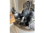 Adopt three unnamed kittens a Gray, Blue or Silver Tabby Tabby / Mixed (short