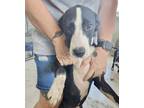 Adopt Pup11 a Black Labrador Retriever / Mixed dog in New Iberia, LA (39047275)