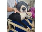 Adopt Pup10 a Black Labrador Retriever / Mixed dog in New Iberia, LA (39047277)