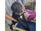 Adopt Pup13 a Black Labrador Retriever / Mixed dog in New Iberia, LA (39047274)
