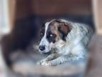 Adopt Aphrodite a White German Shepherd Dog / Great Pyrenees / Mixed dog in
