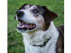 Adopt Crosby a Tricolor (Tan/Brown & Black & White) Beagle / Jack Russell