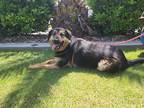 Adopt Inka a Tan/Yellow/Fawn German Shepherd Dog / Mixed dog in Devine