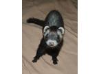 Adopt Ralphie a Brown or Chocolate Ferret small animal in Acworth, GA (39044230)