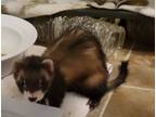 Adopt Rebel a Brown or Chocolate Ferret small animal in Acworth, GA (39044209)