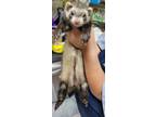 Adopt Skeeter a Sable Ferret small animal in Acworth, GA (39044158)